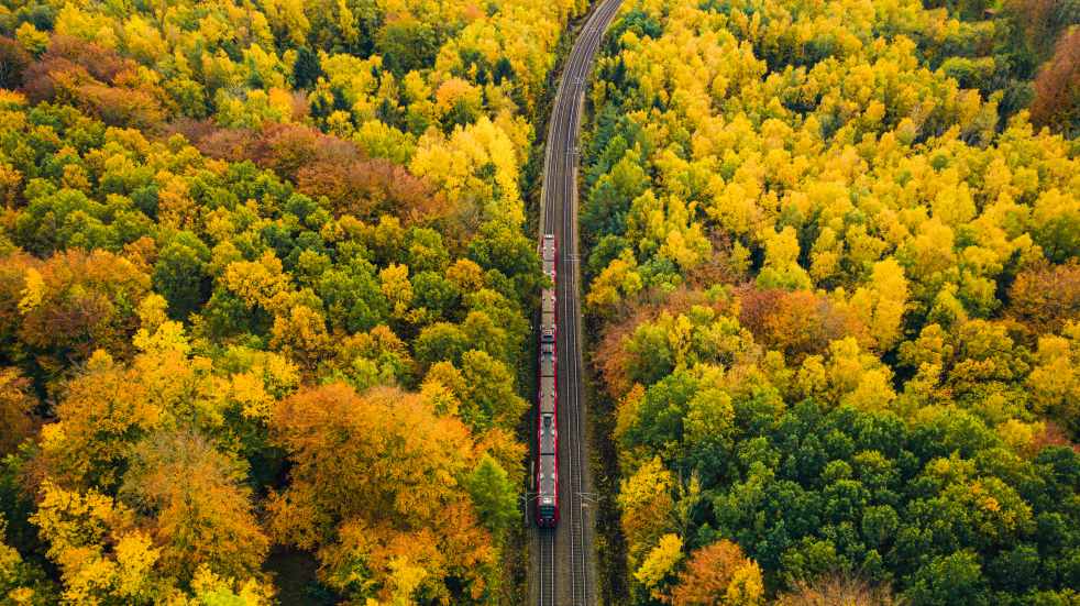 train going through forest
